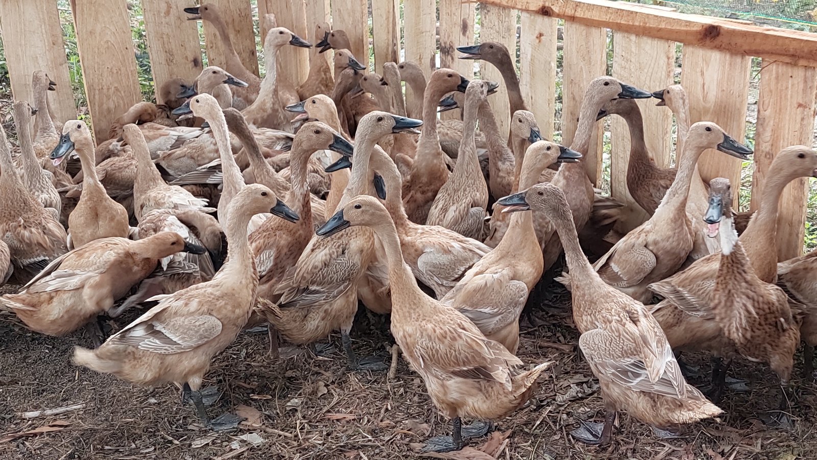 Pabrik Bulu Bebek
